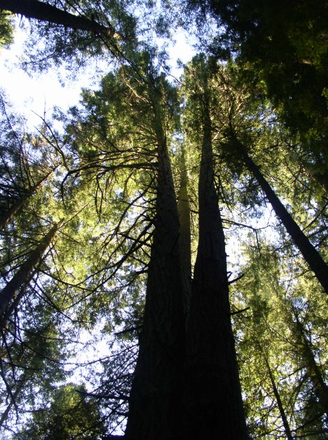 Silver Falls 12.10.05 081 